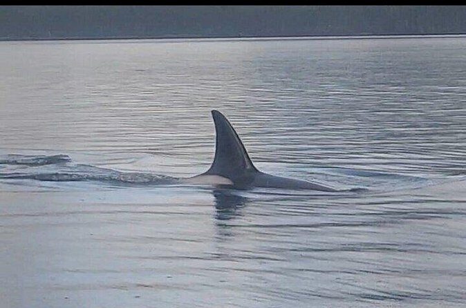 Private Whale and Wildlife Viewing - Final Thoughts