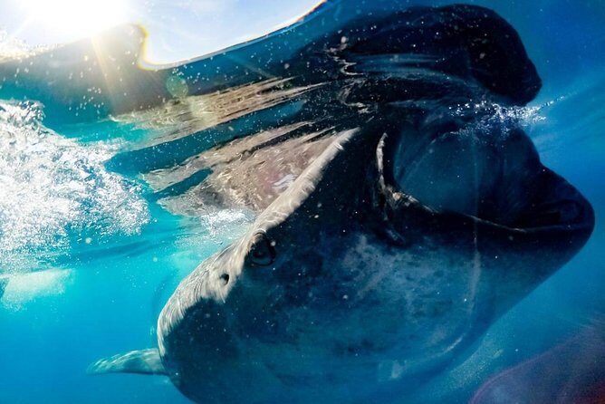 Private Whale Shark Ecofriendly Tour from Riviera Maya - What to Expect on the Tour