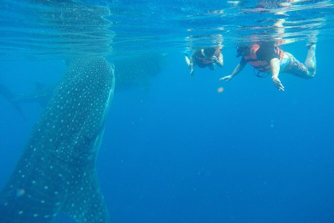 Private Whale Shark Tour from Cancun - Practical Considerations
