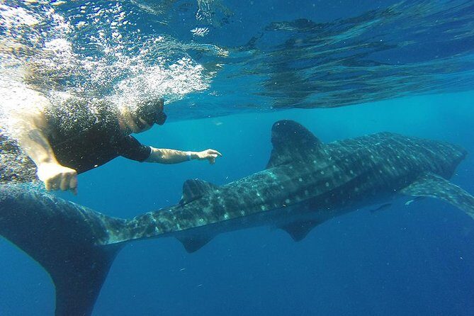 Private Whale Shark Tour from Cancun - Who Should Consider This Tour?