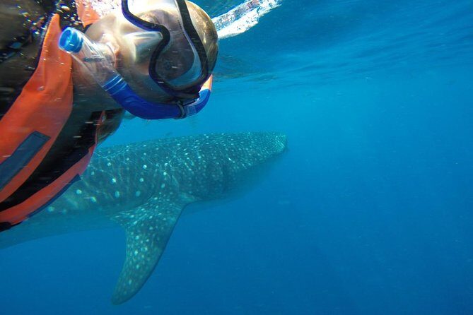 Private Whale Shark Tour from Cancun - FAQ