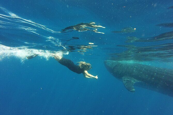 Private Whale Shark Tour from Playa del Carmen - An Honest Look at the Whale Shark Experience
