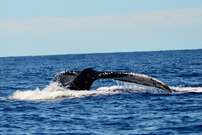 Private Whale Watch and Snorkel off Kaua'i - Considering the Price