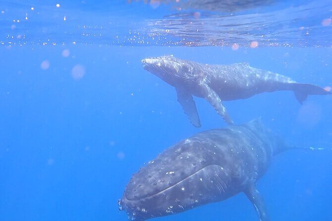 Private Whale Watch and Snorkel off Kaua'i - Who Is This Tour Best For?