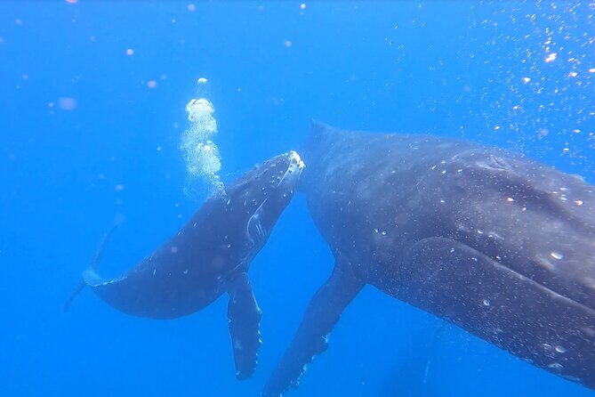 Private Whale Watch and Snorkel off Kaua'i - FAQ