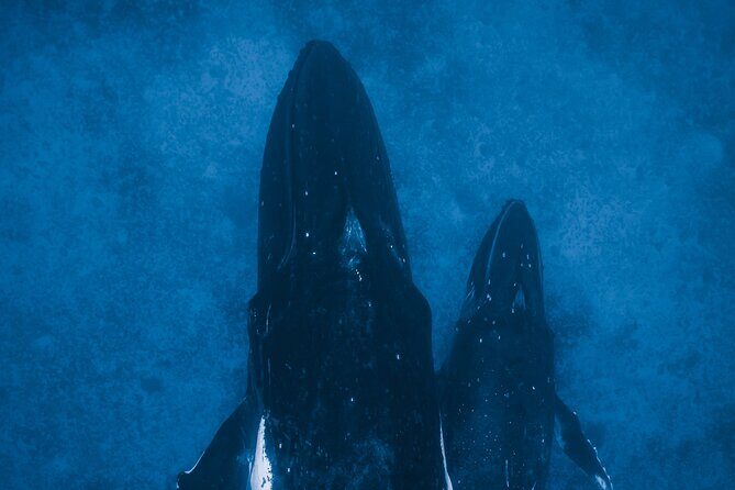 Private Whale Watching Activity - The value of the experience: Is it worth the price?