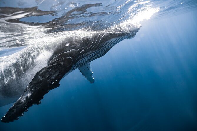 Private Whale Watching Activity - Authentic insights from a customer review