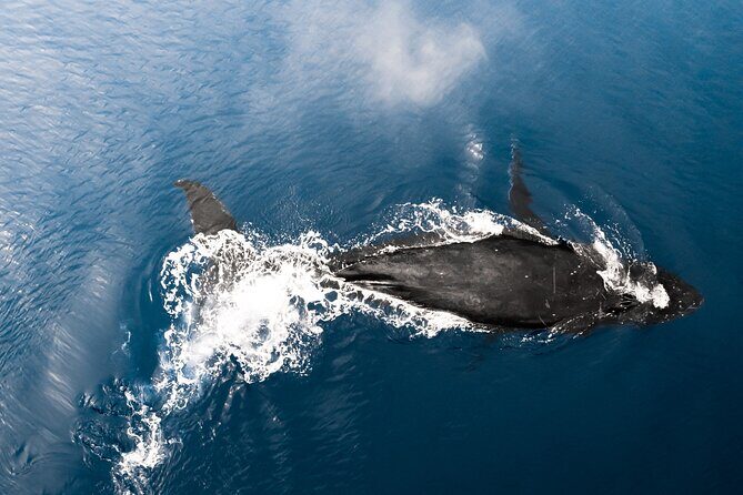 Private Whale Watching Activity - Who will love this whale watching tour?
