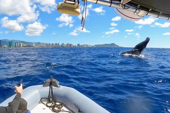 Private Whale Watching Adventure - What to Expect on Your Whale Watching Tour