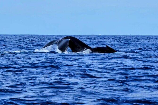 Private Whale Watching Adventure - Who Is This Tour Best For?