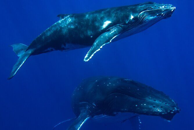 Private Whale Watching Adventure in Mo'orea - Who Will Love This Tour?