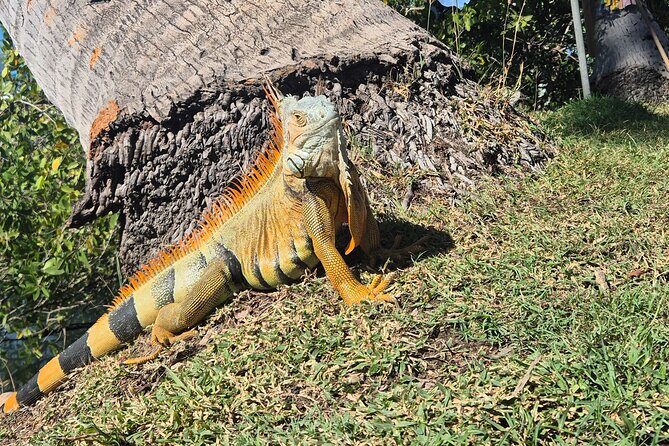 private whale watching at sunset - Who Should Consider This Tour?
