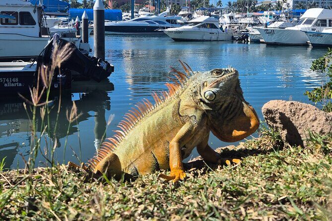 private whale watching at sunset - FAQ