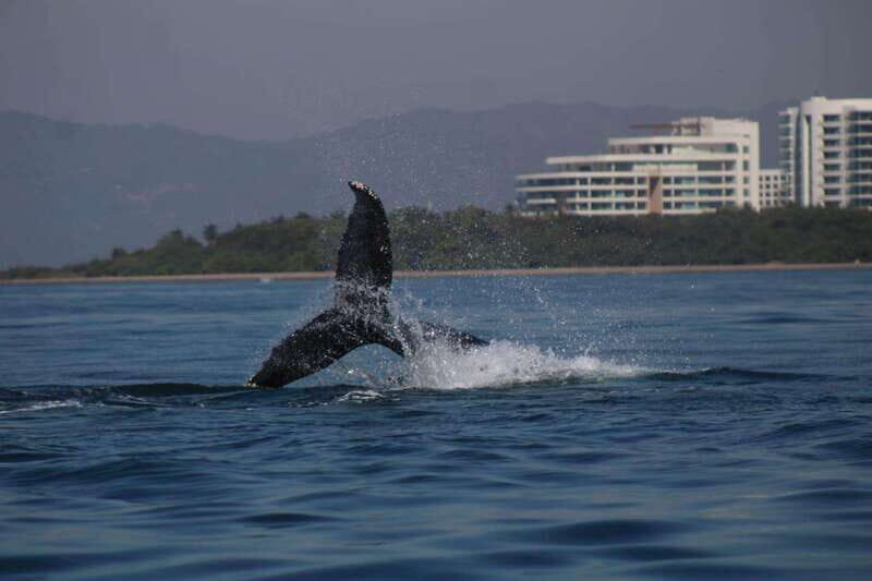 Private whale watching in mazatlan - Key Points