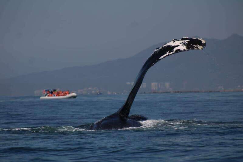 Private whale watching in mazatlan - What to Expect from Your Mazatlan Whale Watching Tour