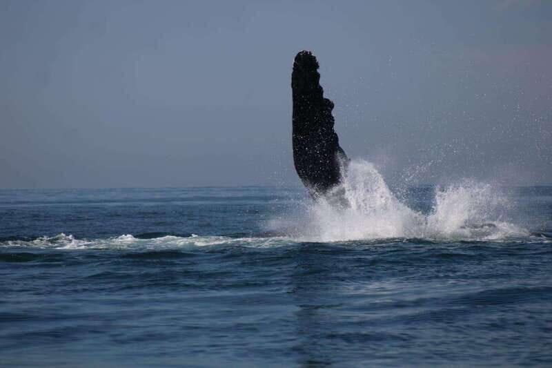 Private whale watching in mazatlan - Why This Tour Is Worth It