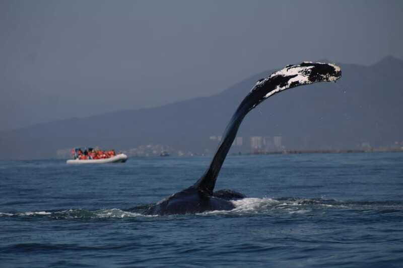 Private whale watching in mazatlan - FAQs