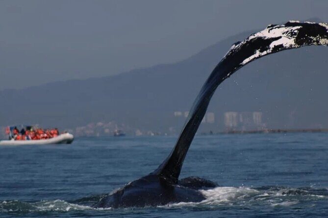 Private whale watching in Puerto Vallarta for 3 Hours - What to Expect on the Tour
