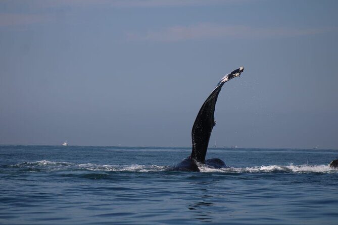 Private whale watching in Puerto Vallarta for 3 Hours - Who Is This Tour Best For?