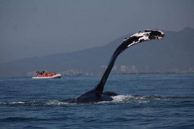 Private whale watching in Puerto Vallarta for 3 Hours - Practical Advice & Tips