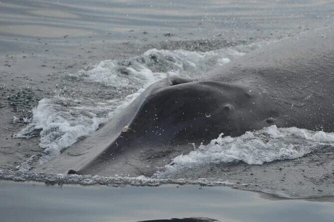 Private whale watching in Puerto Vallarta for 3 Hours - The Sum Up