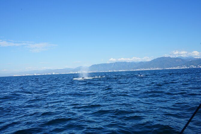 Private whale watching in Puerto Vallarta for 3 Hours - FAQ