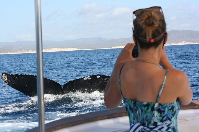 Private Whale Watching in San José del Cabo - Private Whale Watching in San José del Cabo: An Honest Look