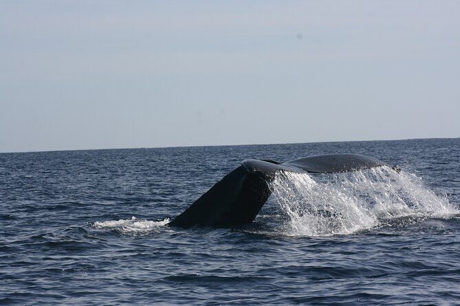Private Whale Watching in San José del Cabo - Key Points
