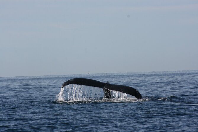 Private Whale Watching in San José del Cabo - The Sum Up