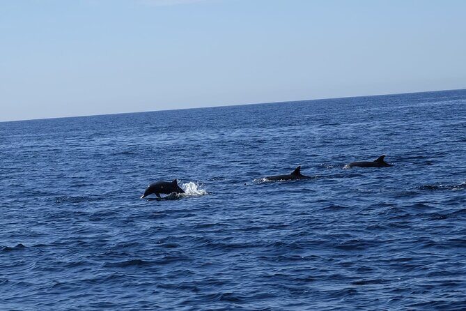 Private Whale Watching in San Jose Del Cabo snack,drinks,Warranty - Cost and Value