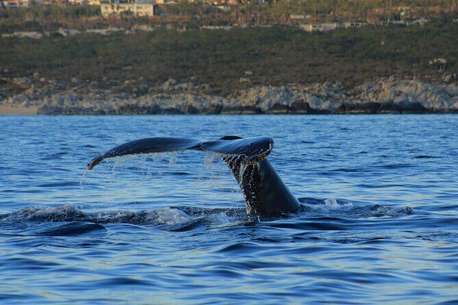 Private Whale Watching in San Jose Del Cabo snack,drinks,Warranty - The Sum Up