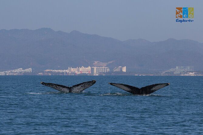 Private Whale watching Puerto Vallarta - Who Is This Tour Best For?