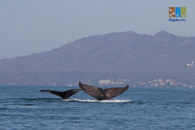 Private Whale watching Puerto Vallarta - Final Thoughts