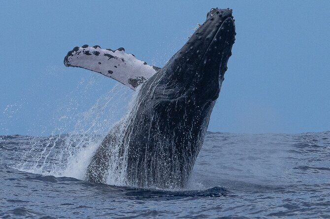 Private Whale Watching Safari from North Shore Oahu - Key Points