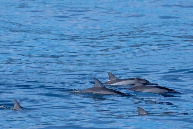 Private Whale Watching Safari from North Shore Oahu - Final Thoughts