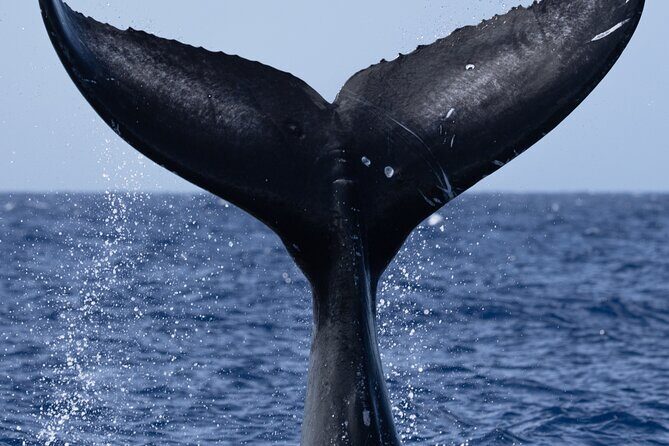 Private Whale Watching Safari from North Shore Oahu - Frequently Asked Questions