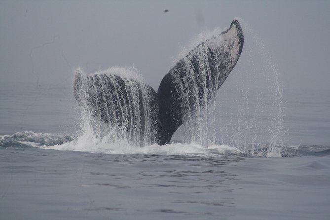 Private Whale Watching Tour in Puerto Vallarta - What to Expect on the Tour