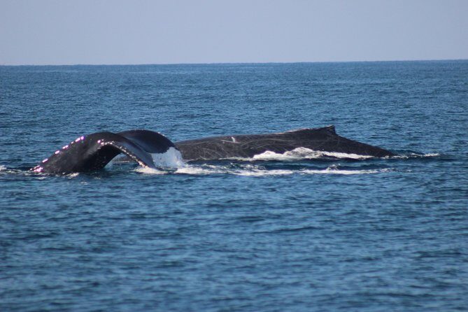 Private Whale Watching Tour in Puerto Vallarta - FAQ