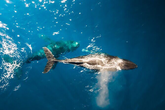 Private Whale Watching Tour of Oahu - Key Points