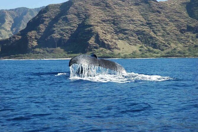 Private Whale Watching Tour of Oahu - Who Should Consider This Tour?