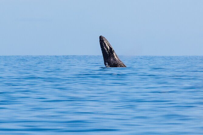 Private Whale Watching Tour of Oahu - Frequently Asked Questions