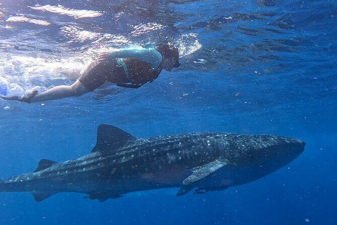 Private Whale Watching Tours in Isla Mujeres - Setting Expectations for Your Whale Shark Adventure