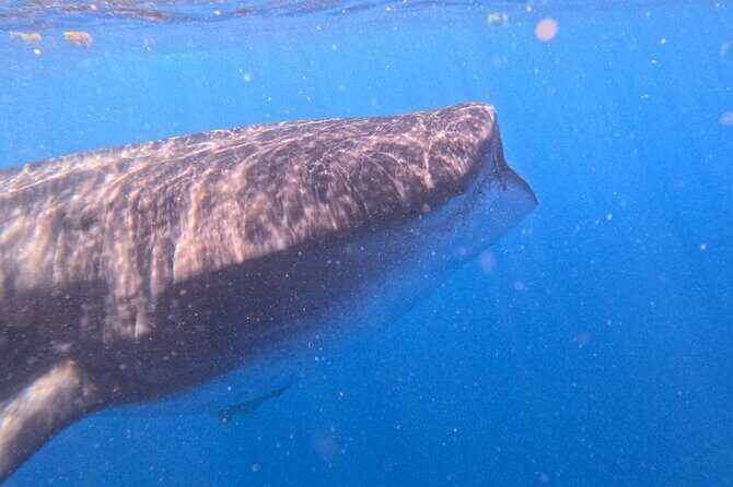 Private Whale Watching Tours in Isla Mujeres - Is This Tour Worth the Price?