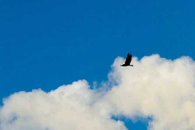 Private Whittier Cruise Transfer & Scenic Tour for Large Groups - The Experience: What Travelers Say