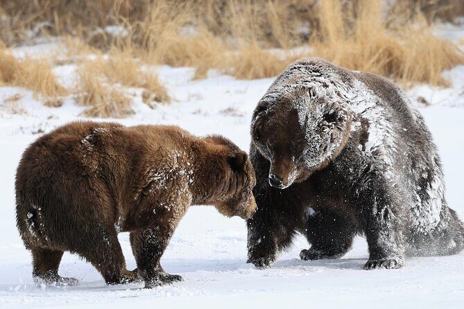 Private Whittier Cruise Transfer & Scenic Tour for Large Groups - Final Thoughts