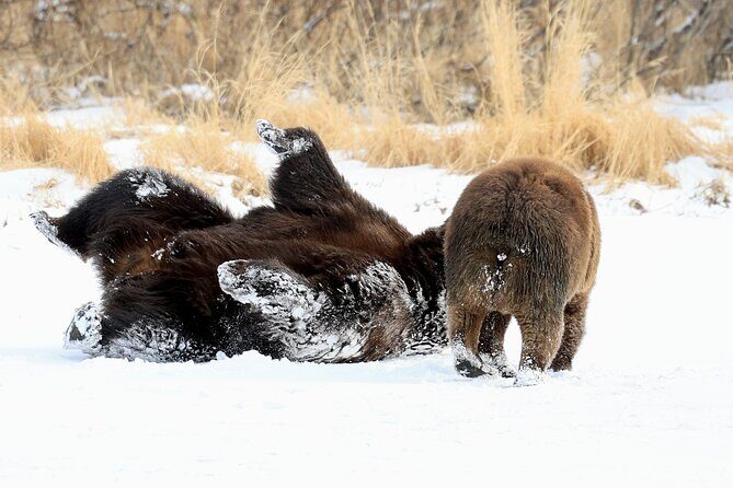 Private Whittier Cruise Transfer & Scenic Tour for Large Groups - FAQ