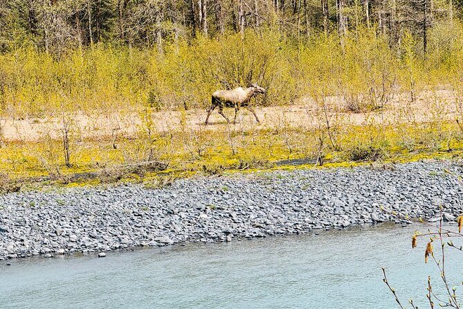 Private Whittier Cruise Transit Tour With AWCC - Who Is This Tour Best For?