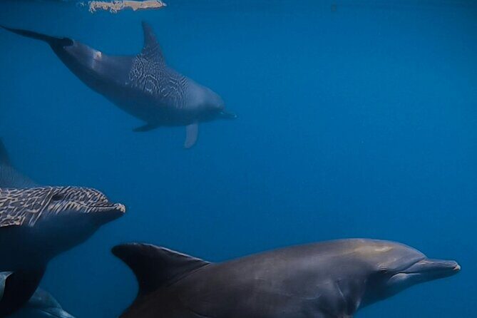 Private Wild Dolphin Encounter Day Trip - Who Would Love This Tour?