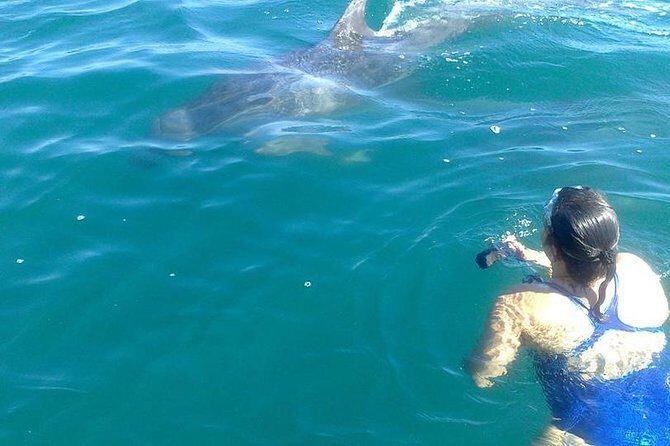 Private Wild Dolphin Encounter in Puerto Vallarta - Who Is This Tour Best For?