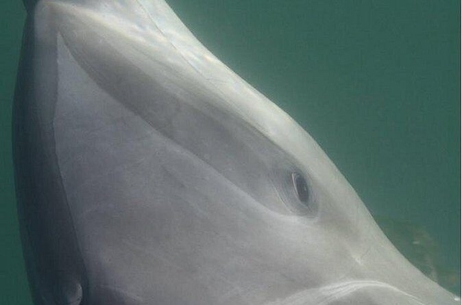 Private Wild Dolphin Encounter in Puerto Vallarta - Final Thoughts